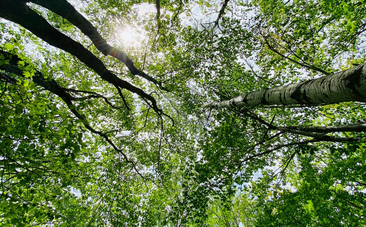 La volta di un bosco vista dal basso