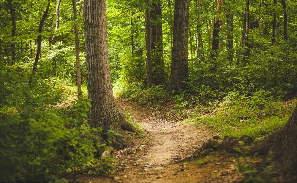 Alberi infiniti: quando la foresta italiana insegna a scaldarsi meglio